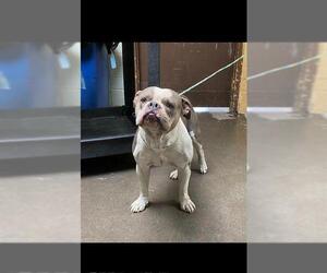 Bulldog-Unknown Mix Dogs for adoption in Stockton, CA, USA