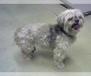 Silky Terrier Dogs for adoption in Moreno Valley, CA, USA