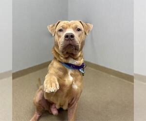 American Pit Bull Terrier-Unknown Mix Dogs for adoption in Aurora, CO, USA