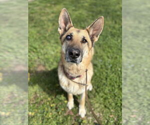 German Shepherd Dog Dogs for adoption in Chico, CA, USA