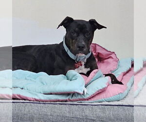 Mutt Dogs for adoption in Fargo, ND, USA