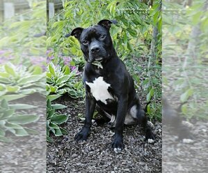 American Staffordshire Terrier Dogs for adoption in Nashville, TN, USA