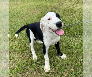 Pointer-Unknown Mix Dogs for adoption in Tarrytown, GA, USA