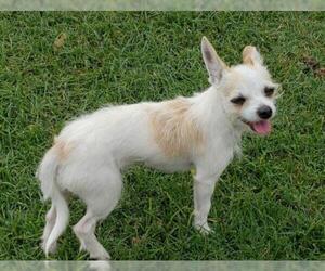 Cheenese Dogs for adoption in Altus, OK, USA