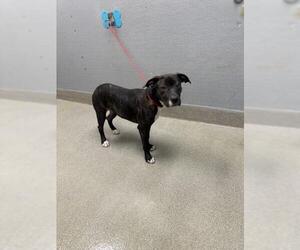 American Pit Bull Terrier-Unknown Mix Dogs for adoption in Las Vegas, NV, USA