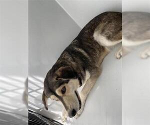 Gerberian Shepsky Dogs for adoption in Houston, TX, USA