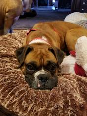 Medium Photo #1 Boxer Puppy For Sale in Burnsville, MN, USA