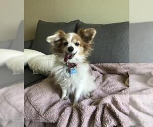 Papillon Dogs for adoption in Crystal , MN, USA