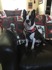 Boston Terrier Dogs for adoption in Los Banos, CA, USA
