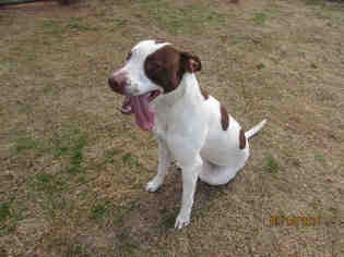 Lab-Pointer Dogs for adoption in Grovetown, GA, USA
