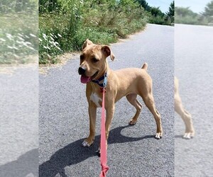 Boxador Dogs for adoption in Brighton, TN, USA