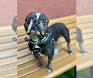 Bulldog-Unknown Mix Dogs for adoption in San Francisco, CA, USA