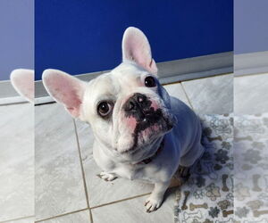 French Bulldog Dogs for adoption in Walnutport, PA, USA