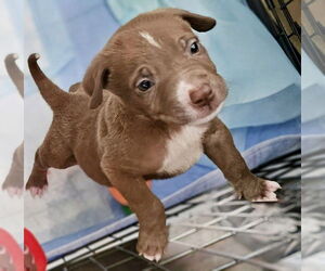 Mutt Dogs for adoption in Mooresville, NC, USA