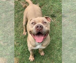 American Pit Bull Terrier Dogs for adoption in Riverside, CA, USA