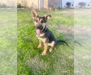 German Shepherd Dog-Unknown Mix Dogs for adoption in Paso Robles, CA, USA