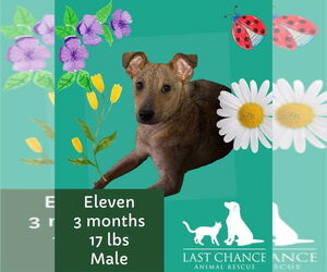 Mutt Dogs for adoption in Woodbury, NY, USA