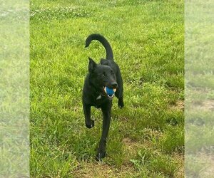 Borador Dogs for adoption in Nashville, TN, USA