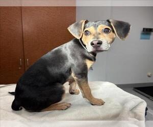 German Shepherd Dog-Unknown Mix Dogs for adoption in Rancho Cucamonga, CA, USA