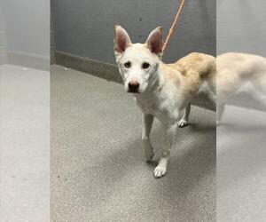 Siberian Husky-Unknown Mix Dogs for adoption in Las Vegas, NV, USA