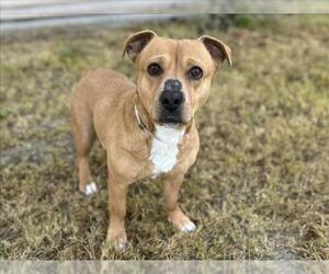 American Pit Bull Terrier-Unknown Mix Dogs for adoption in Martinez, CA, USA