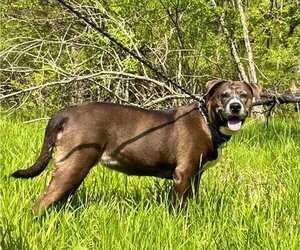 Labrador Retriever-Unknown Mix Dogs for adoption in Peoria, IL, USA