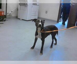American Pit Bull Terrier-Unknown Mix Dogs for adoption in Fayetteville, NC, USA