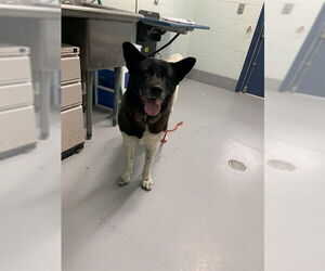 Akita Dogs for adoption in Corpus Christi, TX, USA