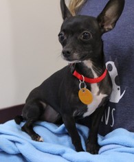 Chihuahua Dogs for adoption in Waynesboro, PA, USA