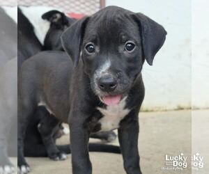 Labrador Retriever-Unknown Mix Dogs for adoption in Washington, DC, USA