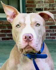 American Pit Bull Terrier Dogs for adoption in Kansas City, MO, USA