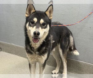 Huskies -Unknown Mix Dogs for adoption in Las Vegas, NV, USA