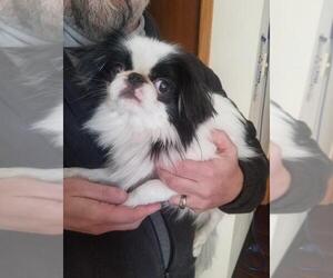 Medium Photo #1 Japanese Chin Puppy For Sale in Inver Grove, MN, USA