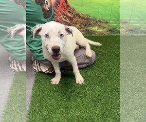 Catahoula Leopard Dog-Unknown Mix Dogs for adoption in Euless, TX, USA