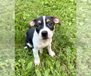 Mutt Dogs for adoption in Hillsboro, MO, USA