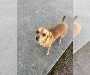 Chihuahua Dogs for adoption in San Martin, CA, USA