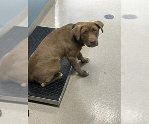 Labrador Retriever Dogs for adoption in Newton, NC, USA