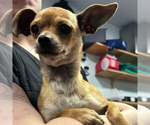 Chihuahua-Unknown Mix Dogs for adoption in Chico, CA, USA