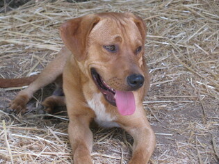 Coonhound-Staffordshire Bull Terrier Mix Dogs for adoption in Snellville, GA, USA