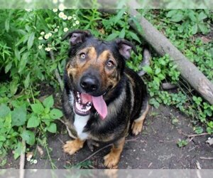 German Shepherd Dog-Unknown Mix Dogs for adoption in Fort Wayne, IN, USA