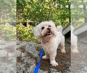 Poodle (Miniature)-Unknown Mix Dogs for adoption in Dedham, MA, USA