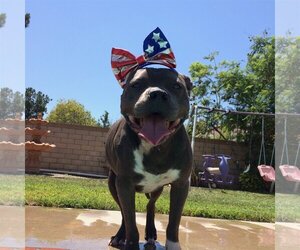 American Staffordshire Terrier Dogs for adoption in Orange, CA, USA