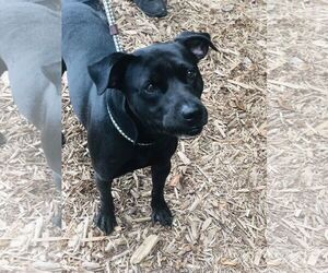 Labrador Retriever-Unknown Mix Dogs for adoption in Chillicothe, OH, USA