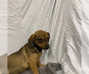 Beagle-Unknown Mix Dogs for adoption in Modesto, CA, USA