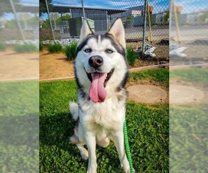 Siberian Husky Dogs for adoption in Sacramento, CA, USA