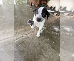 Mutt Dogs for adoption in Elmsford, NY, USA