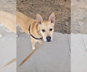 Labrador Retriever-Unknown Mix Dogs for adoption in Fort Collins, CO, USA