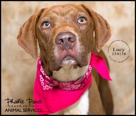 Pointer Dogs for adoption in Grand Prairie, TX, USA
