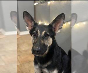 German Shepherd Dog Dogs for adoption in San Antonio, TX, USA