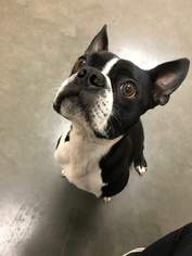 Boston Terrier Dogs for adoption in Spirit Lake, ID, USA